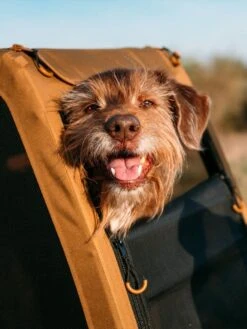 Croozer Dog Peppa -Outdoor Camping Shop 121000818 11 1280x1280